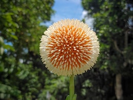 ब्लड शुगर काबू में रखने और एनीमिया की बीमारी से छुटकारा पाने के लिए रोज खाएं ये फल, पोषक तत्व से होता है भरपूर ब्लड शुगर काबू में रखने और एनीमिया की बीमारी से छुटकारा पाने के लिए रोज खाएं ये फल, पोषक तत्व से होता है भरपूर
