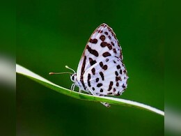 रेगिस्तान में बढ़ रही तितलियों की संख्या, पश्चिमी राजस्थान में पहली बार दिखीं ये बटरफ्लाई