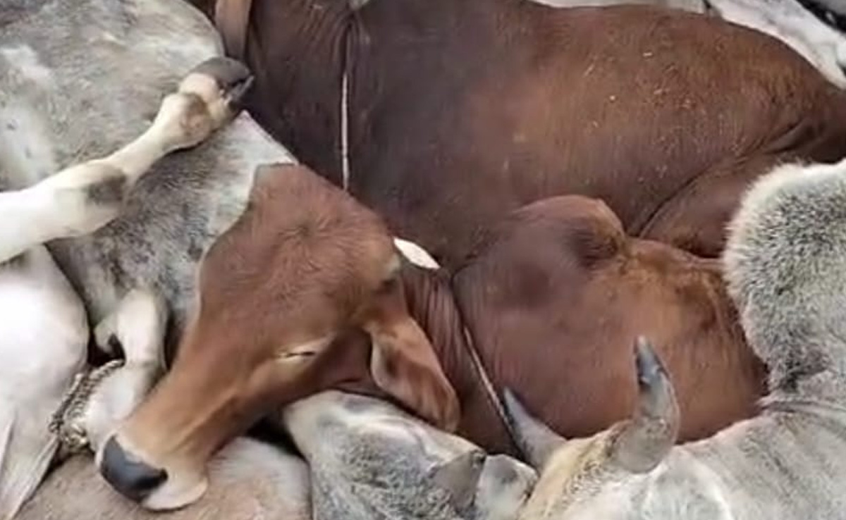 Rajasthan: गौवंश भरकर ले जा रहे थे तस्कर, रोका तो लोगों पर चढ़ा दिया ट्रक, एक व्यक्ति घायल