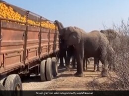 बीच रास्ते खराब हो गया संतरों से भरा ट्रक, हाथियों ने बोला धावा, ऐसे मचाई लूट, लोग बोले- जंगल टैक्स तो देना पड़ेगा बीच रास्ते खराब हो गया संतरों से भरा ट्रक, हाथियों ने बोला धावा, ऐसे मचाई लूट, लोग बोले- जंगल टैक्स तो देना पड़ेगा