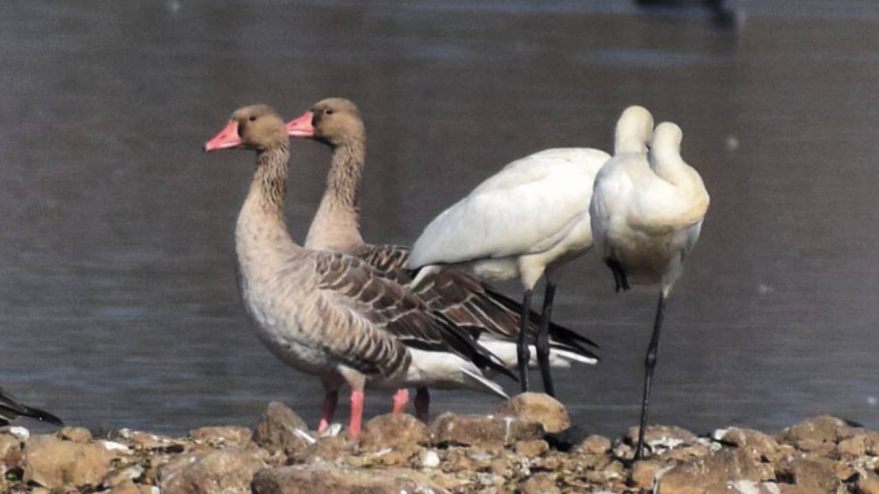 अजमेर के ऐतिहासिक 'आनासागर झील' में सात समंदर पार से आए प्रवासी पक्षियों डाला डेरा