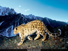 There Are 718 Snow Leopards Across India, Shows First Nationwide Review Survey There Are 718 Snow Leopards Across India, Shows First Nationwide Review Survey