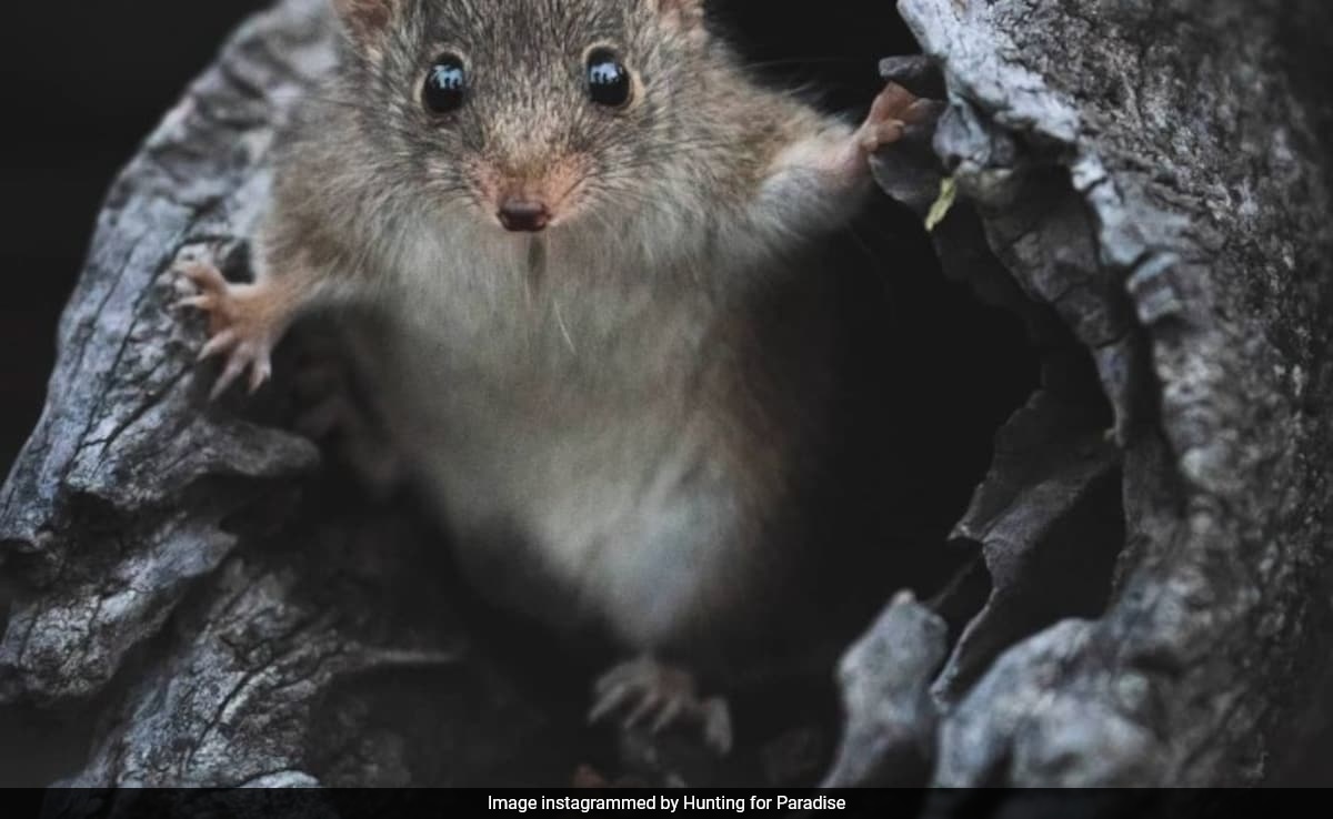After Deadly Mating, Antechinus Morph into Cannibals, Reveals Study
