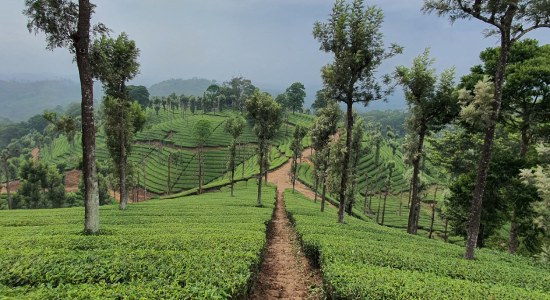 Lok Sabha 2024: Nilgiris - Rich History, Diverse Representation