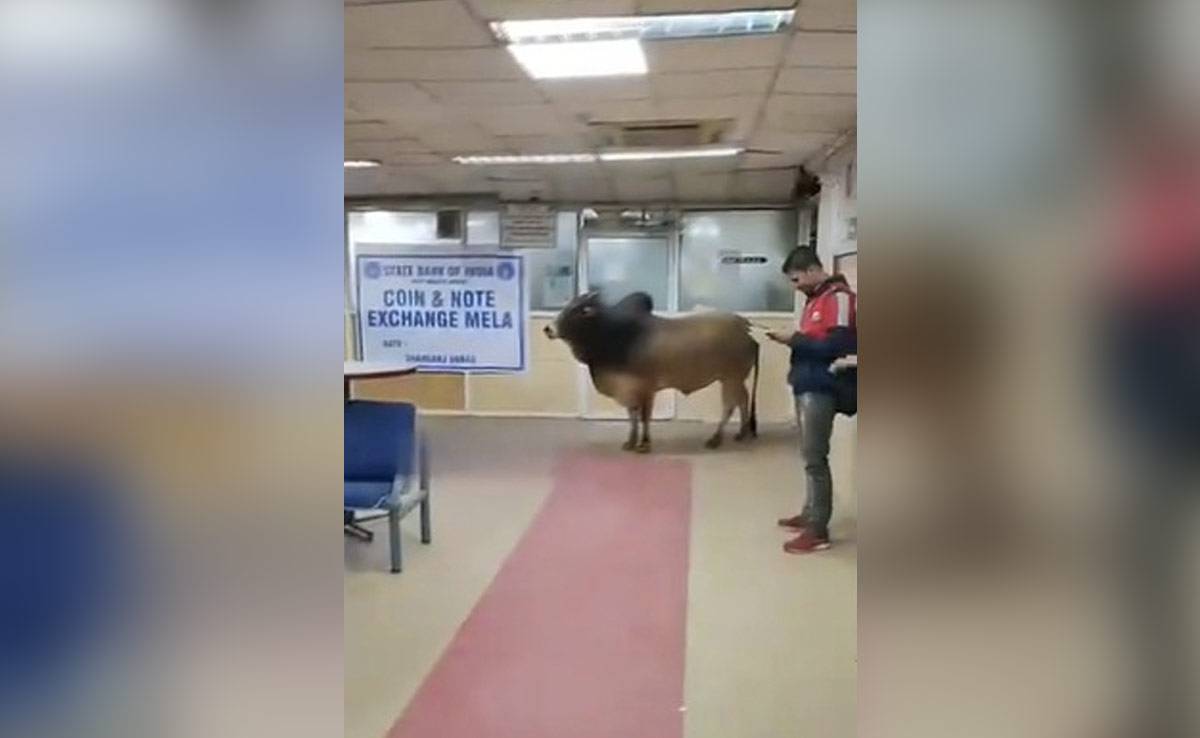 Bull Enters State Bank Of India Branch In UP's Unnao, Panic, Chaos Follow