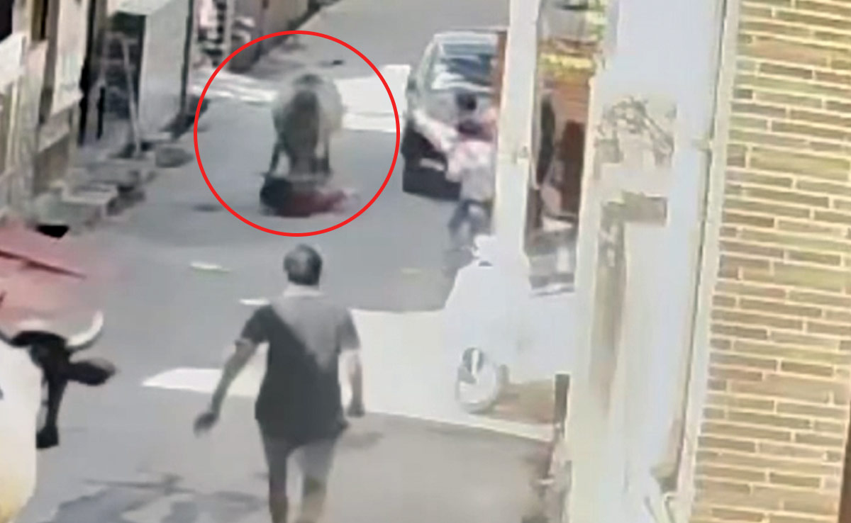 Watch: अमजेर में 5 साल की बच्ची को गाय ने पैरों तले रौंदा, कूद-कूद कर किया हमला, वायरल हुआ वीडियो