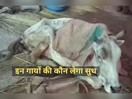 राजस्थान के इस सरकारी गौशाला में 11 दिन में 140 गायों की मौत, बदइंतजामी की भरमार, सुविधाएं नगण्य