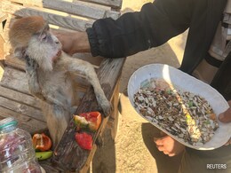 Pics: Private Zoo In Rafah, Where Gazans Live Among Animals Amid War Pics: Private Zoo In Rafah, Where Gazans Live Among Animals Amid War