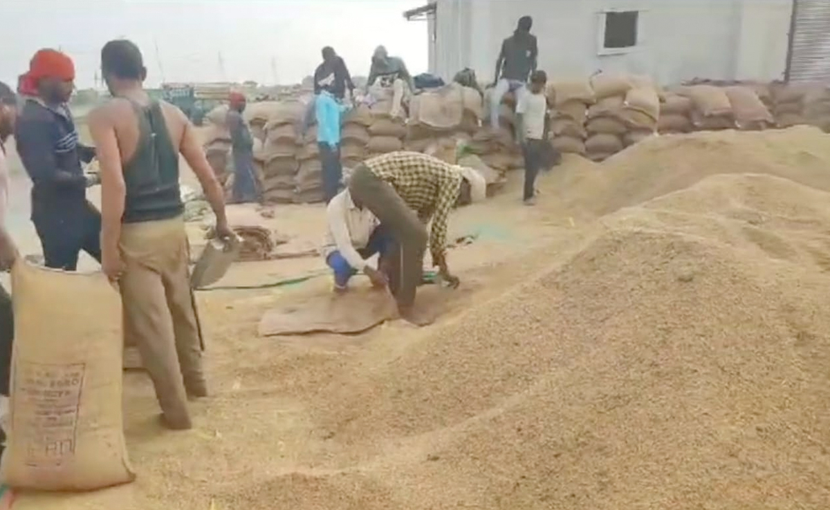 Jabalpur News: धान खरीदी घोटाला मामले में कसा शिकंजा, समिति प्रबंधक और प्रशासक समेत पांच के खिलाफ केस दर्ज