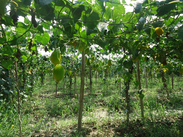 Sustainable Agriculture For A Sustainable Future