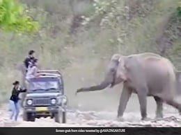 टूरिस्ट जीप की ओर भागता हुआ आ रहा था हाथी, डर के मारे गाड़ी से कूद गई महिला, फिर जो हुआ... डर तो लगना ही था टूरिस्ट जीप की ओर भागता हुआ आ रहा था हाथी, डर के मारे गाड़ी से कूद गई महिला, फिर जो हुआ... डर तो लगना ही था