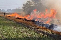 Stubble Burning In Punjab: NGT Seeks Answers About Paddy Straw Management On Farms Stubble Burning In Punjab: NGT Seeks Answers About Paddy Straw Management On Farms