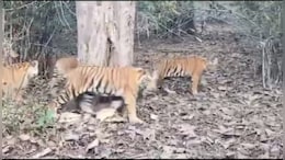 पन्ना&nbsp;टाइगर रिजर्व में एक साथ नजर आए 5 बाघ, लोगों ने रोमांचक नजारे को किया रिकॉर्ड&nbsp;