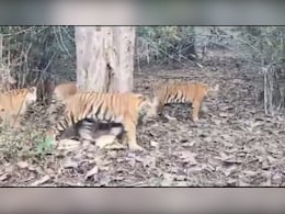 पन्ना टाइगर रिजर्व में एक साथ नजर आए 5 बाघ, लोगों ने रोमांचक नजारे को किया रिकॉर्ड 