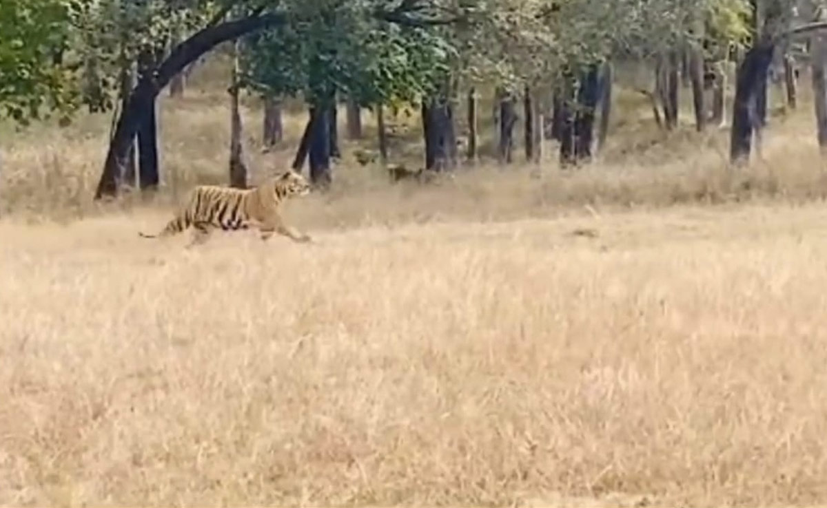 सतपुड़ा टाइगर रिजर्व पार्क में शिकार के लिए भागते हुए दिखी बाघिन, वीडियो हुआ वायरल...