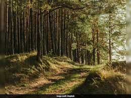 India Lost 2.33 Million Hectares Of Tree Cover Since 2000: Global Forest Watch India Lost 2.33 Million Hectares Of Tree Cover Since 2000: Global Forest Watch