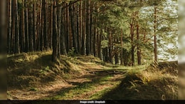 India Lost 18,200 Hectares Of Primary Forest In 2024: Data