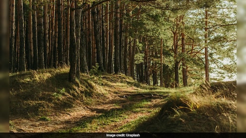 Rape Accused Beaten To Death By Friends, Body Dumped In Haridwar Forest