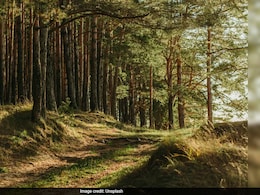India Lost 18,200 Hectares Of Primary Forest In 2024: Data India Lost 18,200 Hectares Of Primary Forest In 2024: Data
