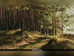 Assam Launches Drive Against Illegal Sawmills, Forest Minister Warns Of Action