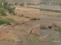 Jawai Leopard Conservation Area: कुत्ते ने मारा ऐसा झपट्टा कि दुम दबाकर भाग गया तेंदुआ, देखिए वायरल वीडियो Jawai Leopard Conservation Area: कुत्ते ने मारा ऐसा झपट्टा कि दुम दबाकर भाग गया तेंदुआ, देखिए वायरल वीडियो