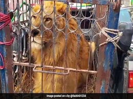 Nawaz Sharif Supporters Bring Lion At Rally, People Click Selfies Nawaz Sharif Supporters Bring Lion At Rally, People Click Selfies