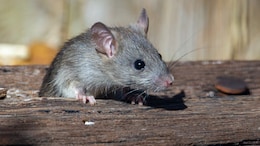 Chinese Teen Catches And Bites Mouse On Its Head After It Attacked Her Finger