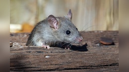 Turtles, Mice, Scorpions May Become More Common In Major US Cities: Study
