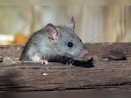 Turtles, Mice, Scorpions May Become More Common In Major US Cities: Study Turtles, Mice, Scorpions May Become More Common In Major US Cities: Study