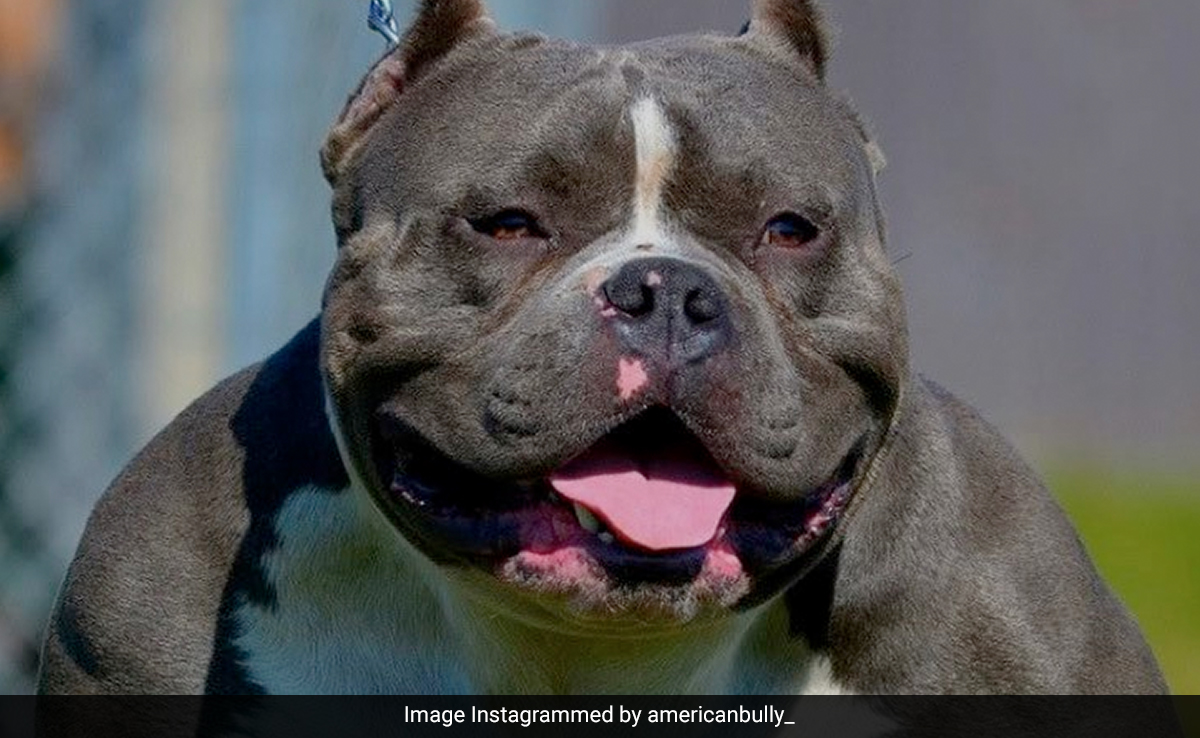 Delhi Girl, 7, Injured In Attack By Neighbour's Pet American Bully Dog