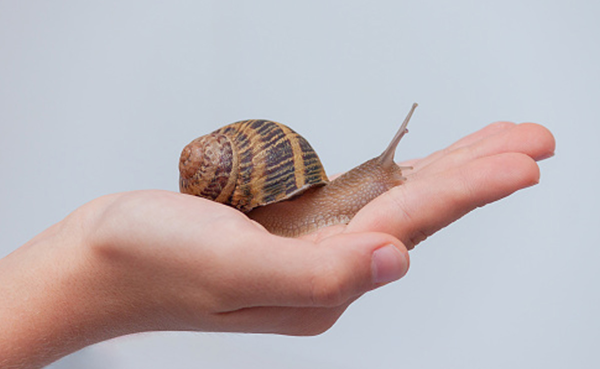 रेंगने वाले कीड़ों से निकलती है यह चीज लेकिन बना देती है त्वचा को बेहद मुलायम, लगाने का तरीका भी है आसान 