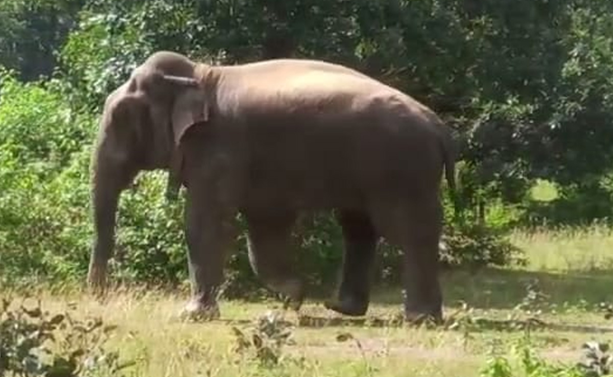 Chhattisgarh: सूरजपुर के जंगल में घूम रहे हैं 50 से ज्यादा हाथी, लोगों में दहशत, DFO दी यह सलाह
