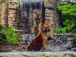 Ranthambore: अब उदयपुर में गूंजेगी रणथंभौर के बाघों के दहाड़, अगले 10 साल में बनेगा प्राकृतिक कॉरिडोर Ranthambore: अब उदयपुर में गूंजेगी रणथंभौर के बाघों के दहाड़, अगले 10 साल में बनेगा प्राकृतिक कॉरिडोर