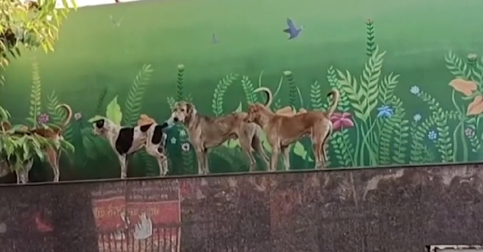 मध्य प्रदेश में आवारा कुत्तों पर कब लगेगी लगाम ?