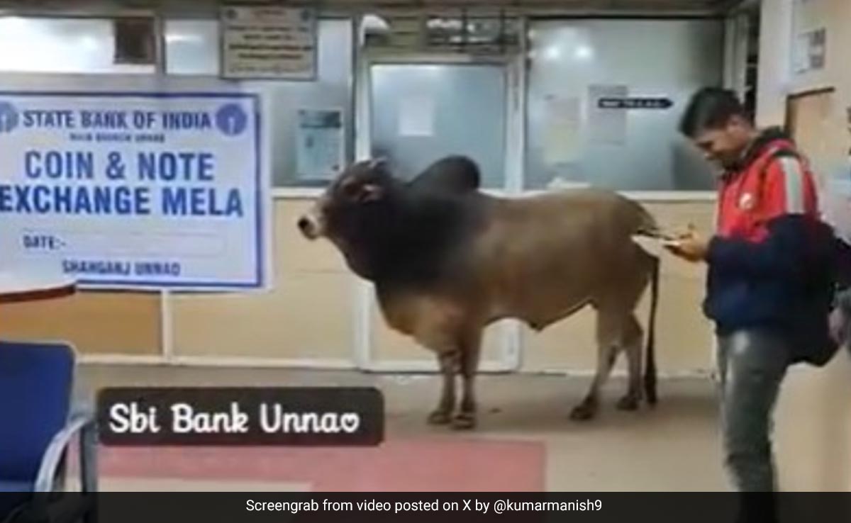 Video: When A Bull Visited SBI Branch In UP's Unnao