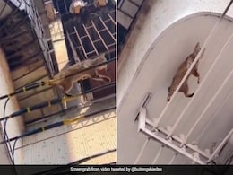 बिजली के तारों पर बैलेंस बनाकर चलती नज़र आई बिल्ली, लोगों को याद आया फिल्म का सीन, बोले- ये बिल्ली है स्पाइडरमैन बिजली के तारों पर बैलेंस बनाकर चलती नज़र आई बिल्ली, लोगों को याद आया फिल्म का सीन, बोले- ये बिल्ली है स्पाइडरमैन
