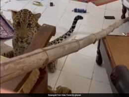 Watch: Leopard Strays Into Staff Room Of Hotel In Jaipur, Captured Watch: Leopard Strays Into Staff Room Of Hotel In Jaipur, Captured