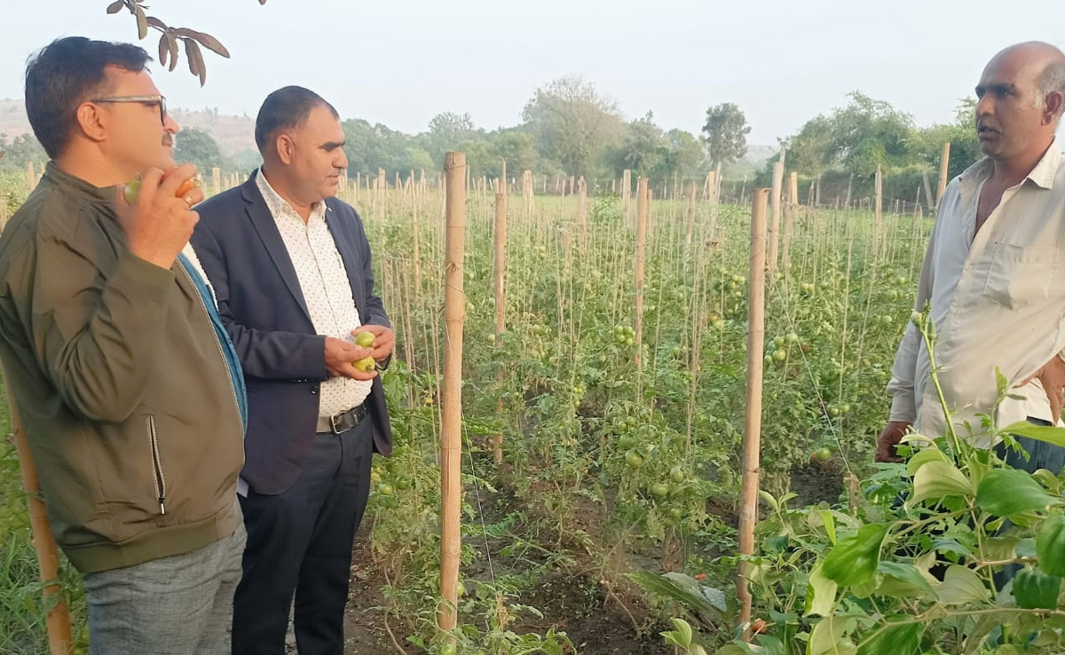 पाला पड़ने से सड़ने लगती हैं रबी की फसल, किसान भाई हो जाएं सतर्क, जानें बचाव के आसान तरीके