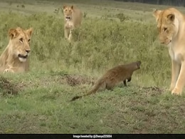 Video: Daring Mongoose Shows Unexpected Grit Against Lions Video: Daring Mongoose Shows Unexpected Grit Against Lions