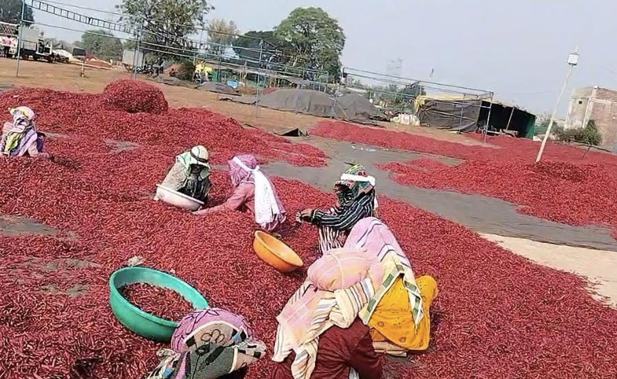 ग्राउंड रिपोर्ट : किराए की जमीन पर चल रही एशिया की दूसरी सबसे बड़ी मिर्ची मंडी, क्यों नहीं जाना चाहते व्यापारी?