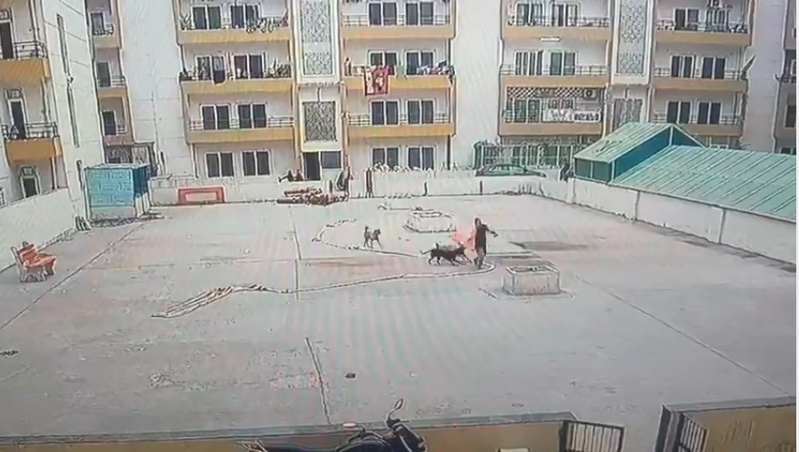 Video: Stray Dogs Chase Woman In Noida Housing Society