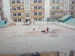 Video: नोएडा की हाउसिंग सोसाइटी में आवारा कुत्तों ने किया महिला पर हमला, दृश्य देख सिहर जाएंगे... Video: नोएडा की हाउसिंग सोसाइटी में आवारा कुत्तों ने किया महिला पर हमला, दृश्य देख सिहर जाएंगे...