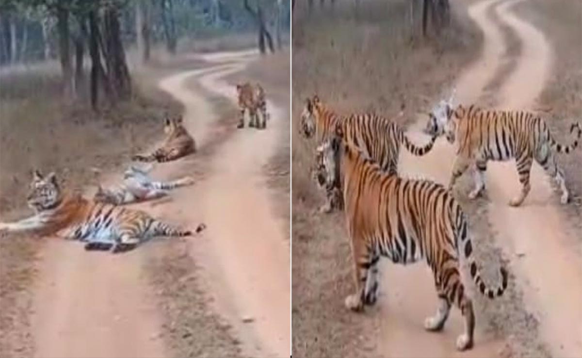 पन्ना टाइगर रिजर्व में बाघों ने पर्यटकों का रोका रास्ता, सैलानियों की थमी सांसें, रोमांच से भरा वीडियो देखें