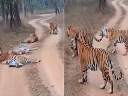 Madhya Pradesh: गुड न्यूज! रिजर्व के जानवरों को सुरक्षित रखने के लिए पहल, ओवरहेड बिजली के तारों को किया जाएगा अंडरग्राउंड 