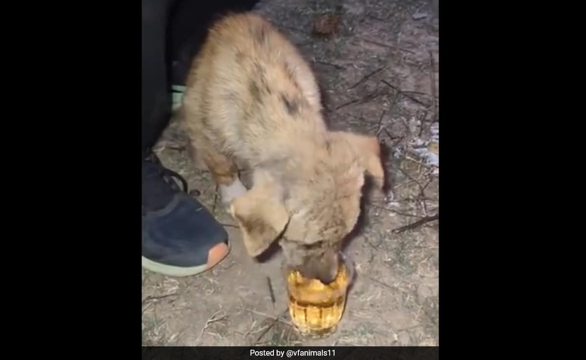 Video: Puppy Made To Drink Whiskey In Rajasthan, Viral Post Sparks Outrage