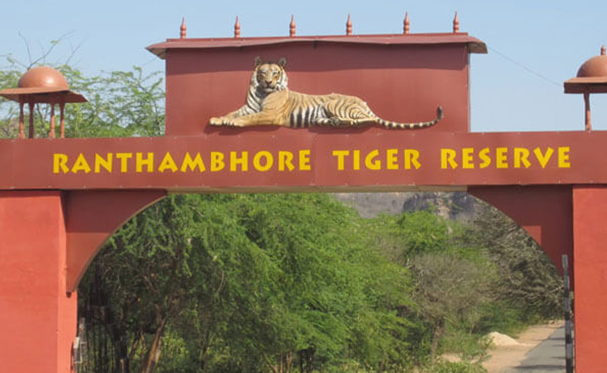 Rajasthan: रणथंभौर घुमने आए पर्यटकों को अब होटल तक नहीं छोड़ेंगे जिप्सी चालक? जानिए क्यों लिया गया ये फैसला