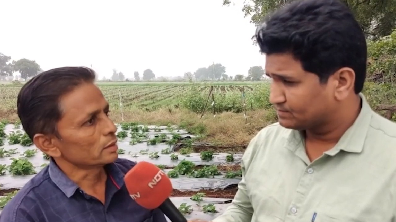 स्ट्रॉबेरी की खेती करके लाखों कमा रहे हैं धार के शिवचंद पाटीदार