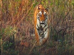 बांधवगढ़ टाइगर रिजर्व में बढ़ रहे हैं बिगड़ैल बाघ, आजादी की जगह 'कैद' का जिम्मेदार कौन? बांधवगढ़ टाइगर रिजर्व में बढ़ रहे हैं बिगड़ैल बाघ, आजादी की जगह 'कैद' का जिम्मेदार कौन?