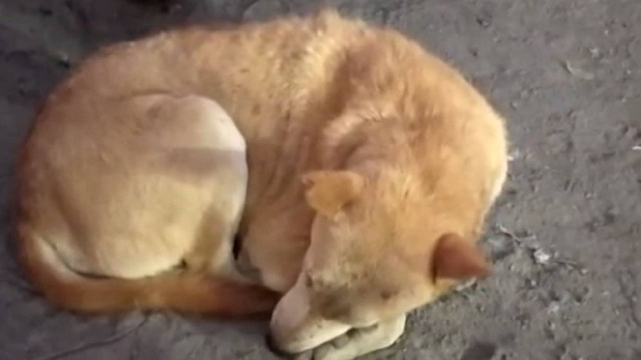 MP News: अवारा कुत्तों पर काबू पाने के लिए अब होगी उनकी नसबंदी