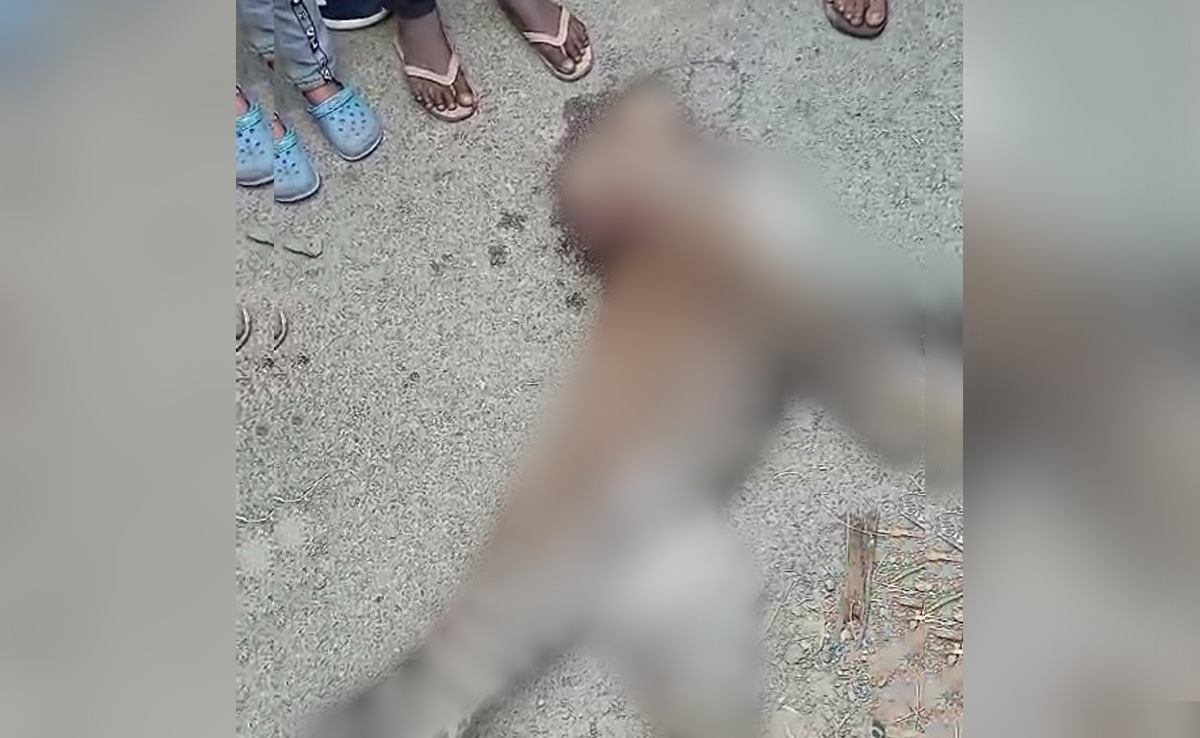 Leopard Dies After Being Run Over By Vehicle In UP's Pilibhit